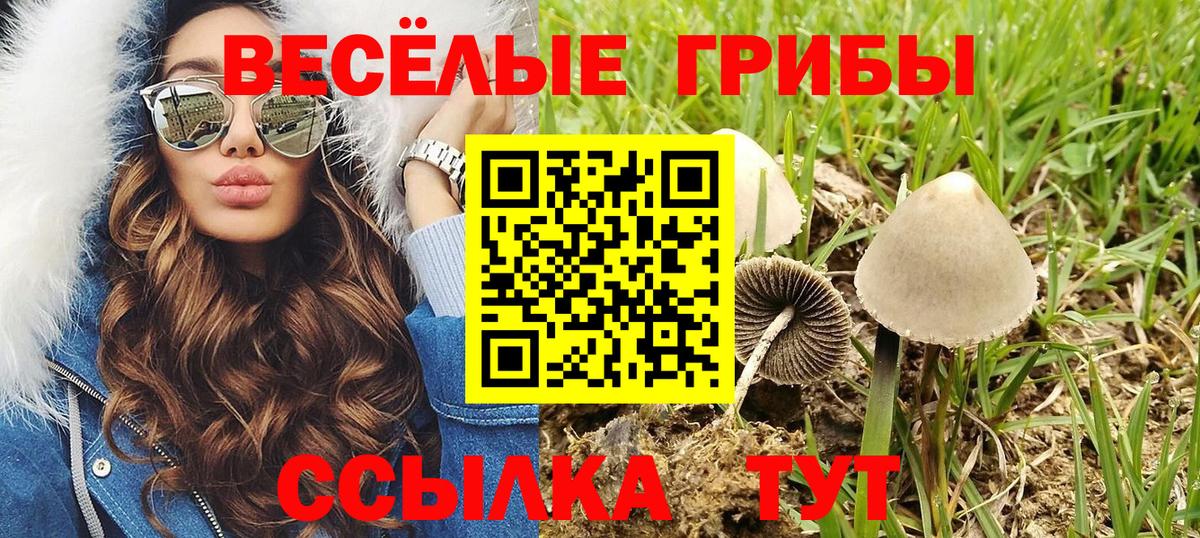 Боровичи  Псилоцибиновые грибы ЛСД  Псилоцибиновые грибы прущие грибы  Вход с VPN 